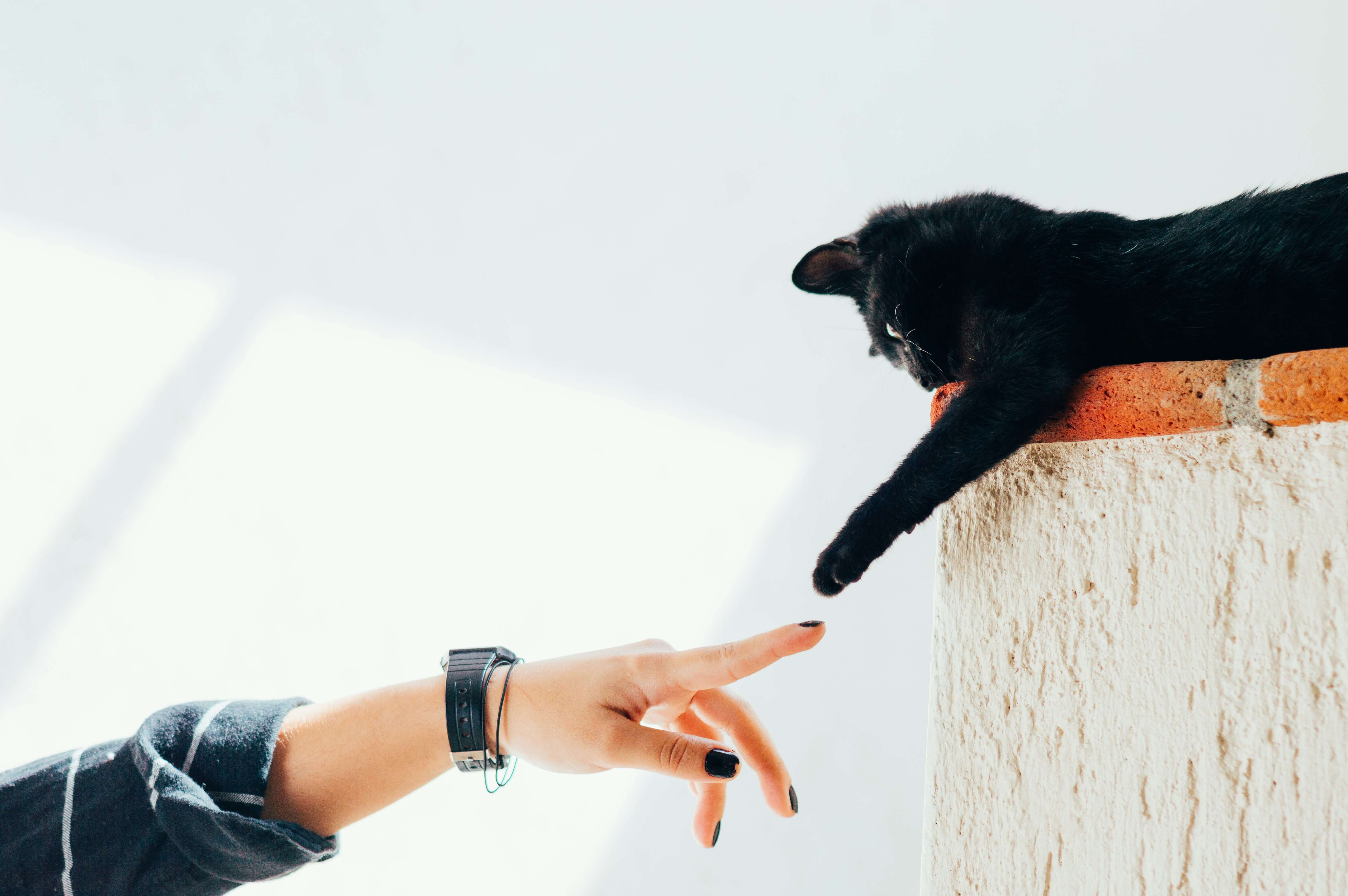 cat sitting Tunisia