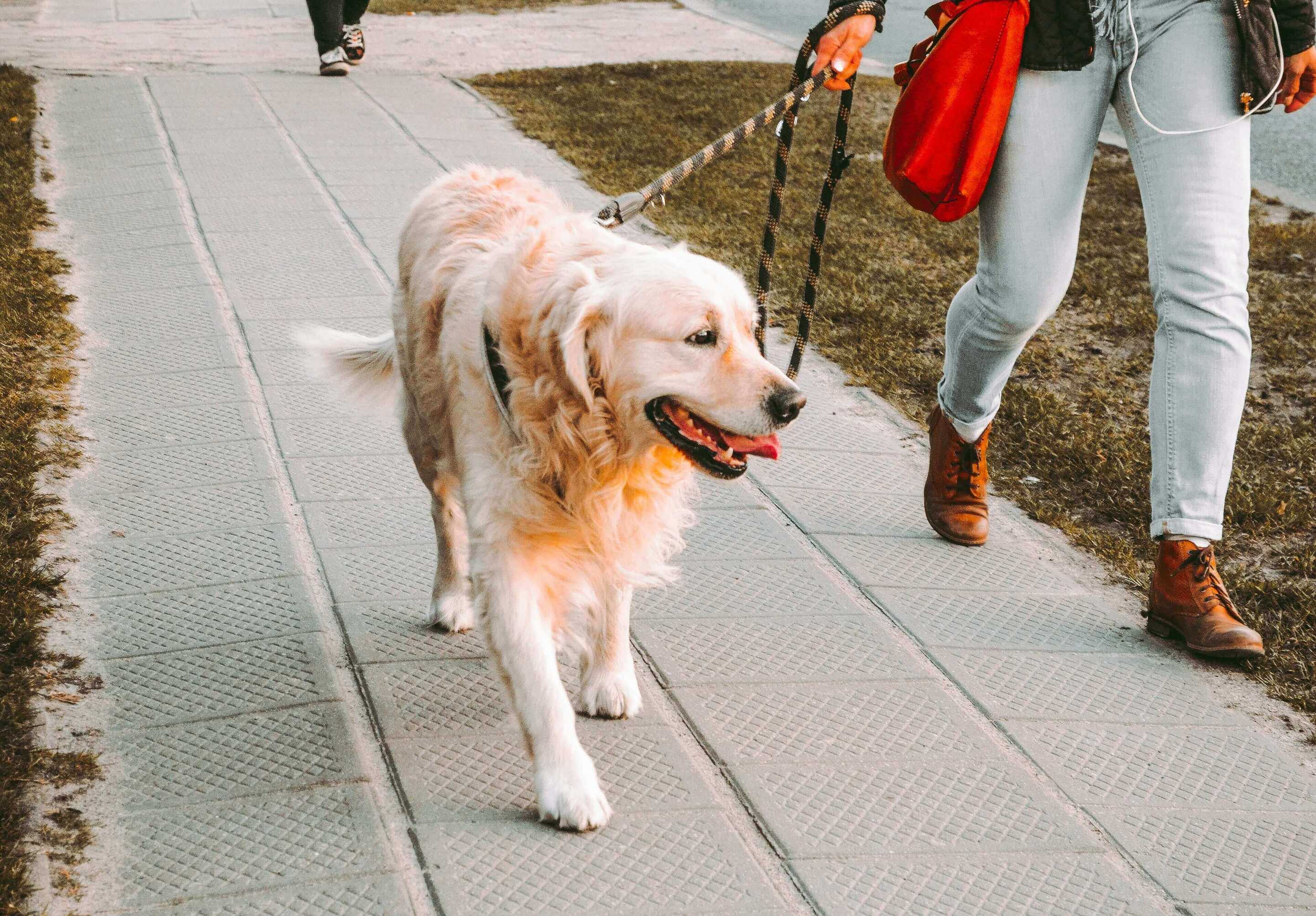 dog walking Tunisia